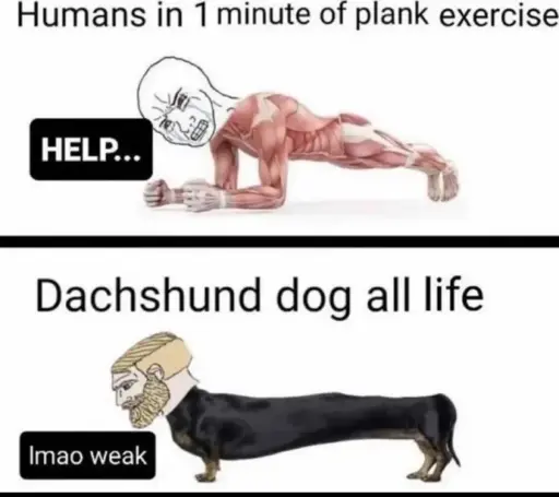 "Humans in 1 minute of plank exercise: Help" Picture of a human doing a plank as a brainlet wojak. "Dachshund dog all life: lmao weak" Picture of a dachshund as a chad wojak.